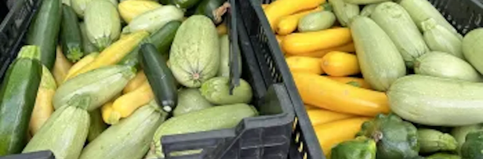 an array of summer squash in crates