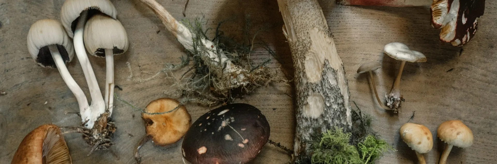 a variety of mushrooms