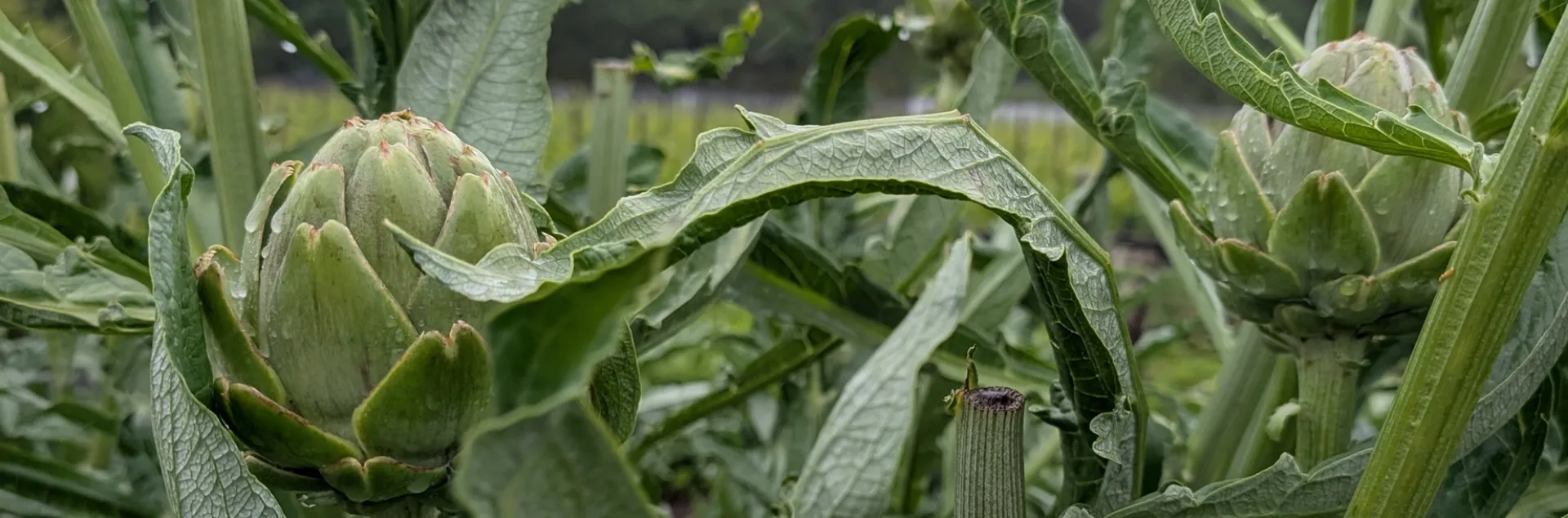 growing tips for artichokes in the Sonoma County home garden
