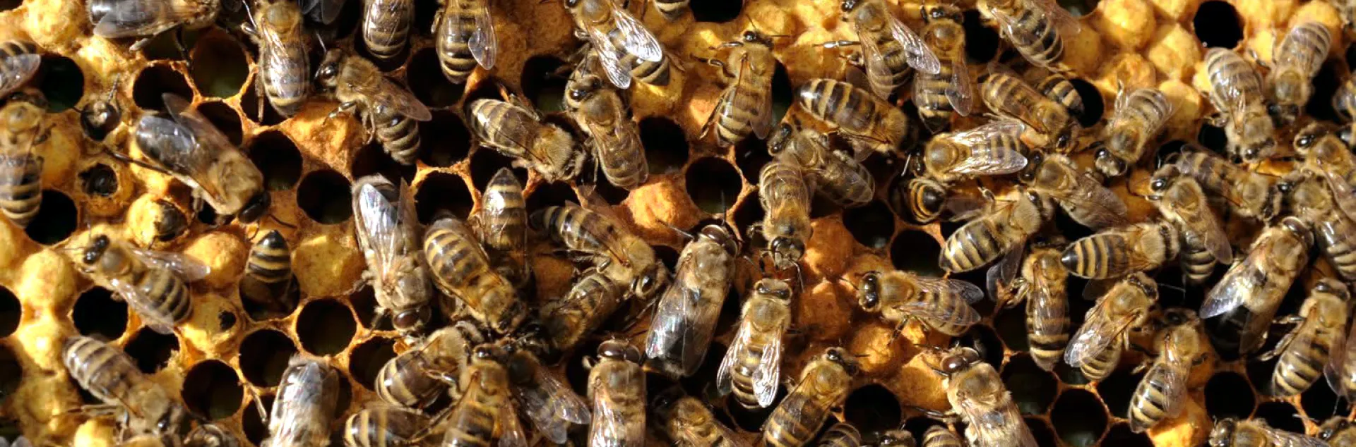 Honey bees at work inside the hive. (Photo by Kathy Keatley Garvey)