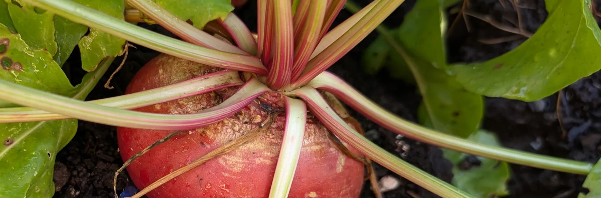 Expert tips for growing beets at home