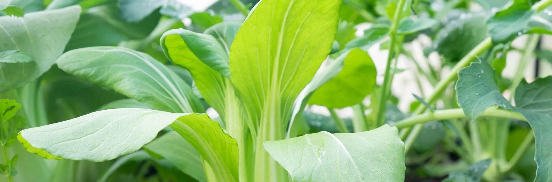 expert tips for growing Asian greens in the Sonoma County home garden