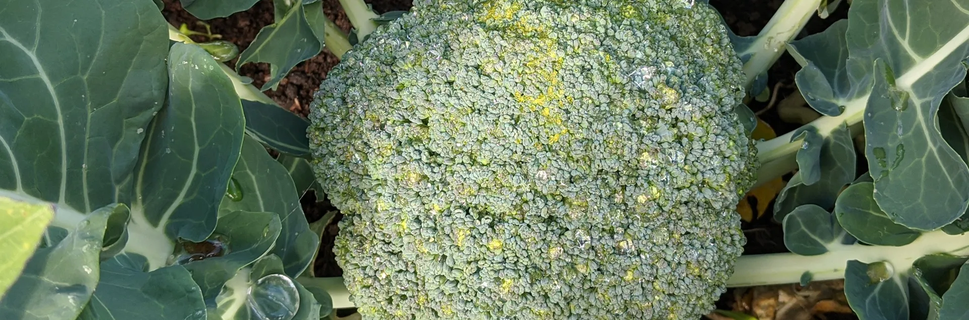 tips for growing broccoli in Sonoma County home gardens