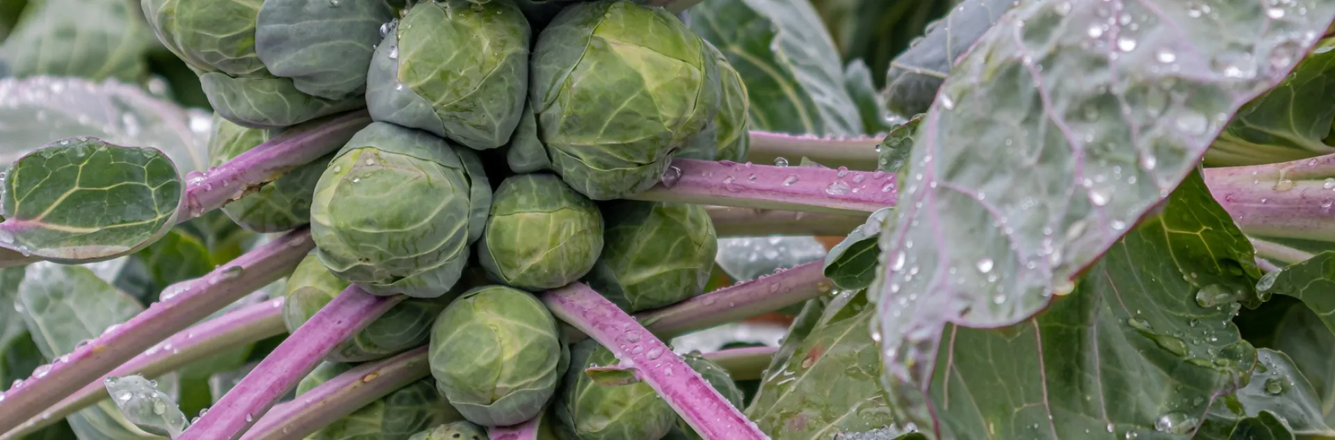 Expert tips to grow Brussels sprouts for home gardeners