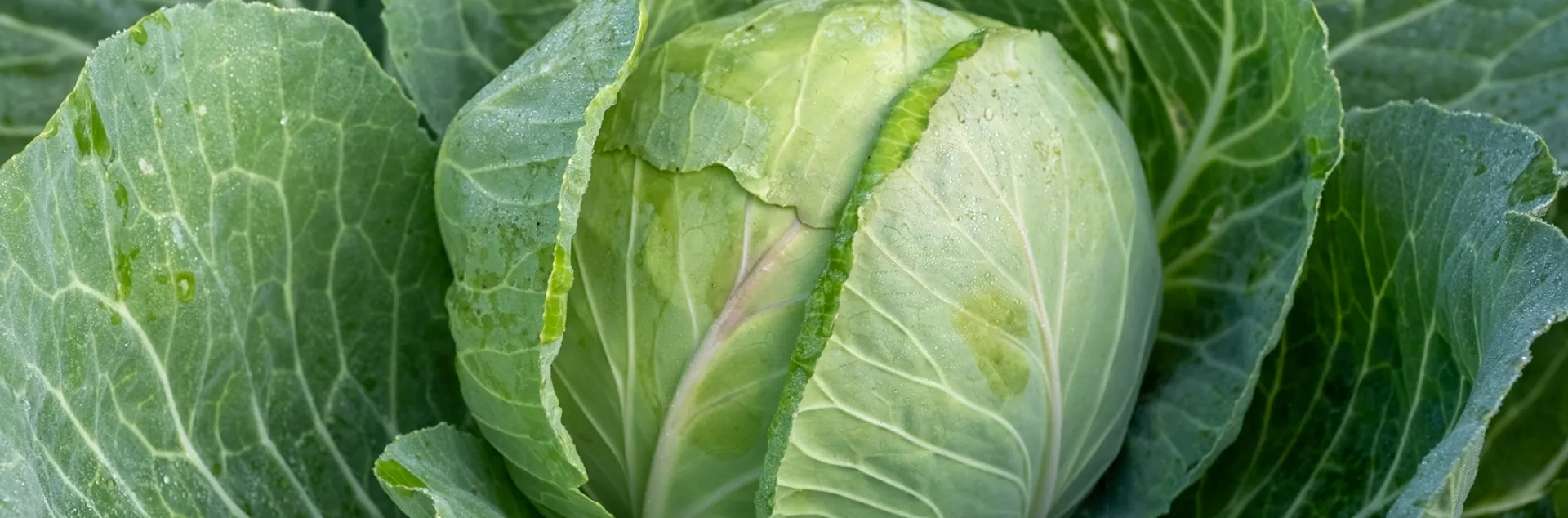Information on how to successfully grow cabbage in your garden