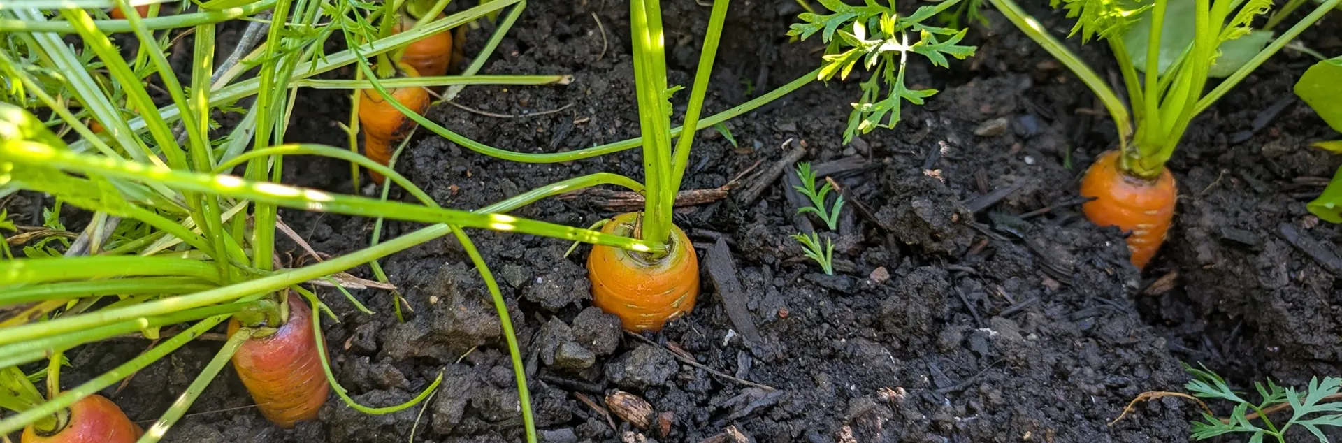 tips for growing carrots in your home food garden