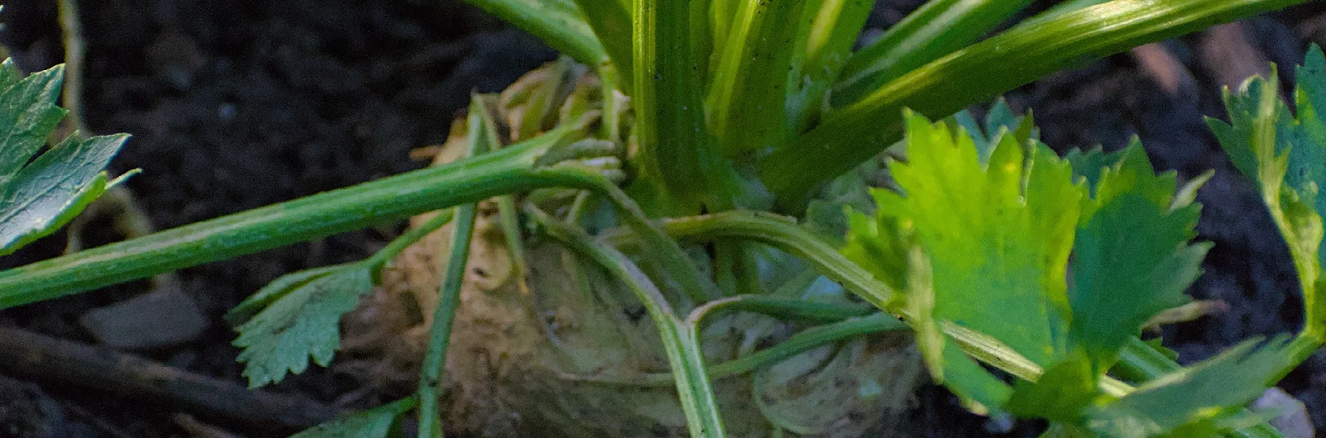 growing celeriac celery root in Sonoma County gardens