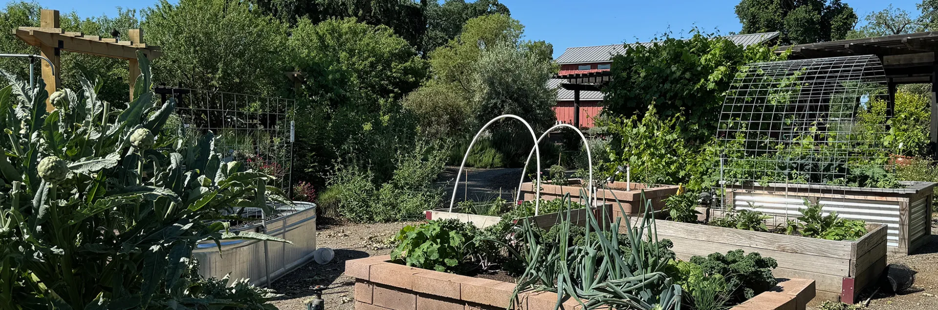 vegetable garden grown in raised beds