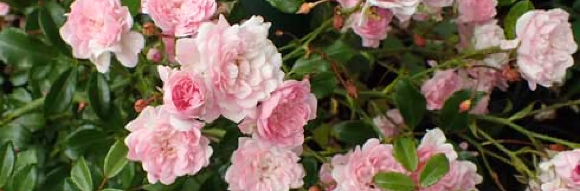 Pink and white roses surrounded by green leaves.