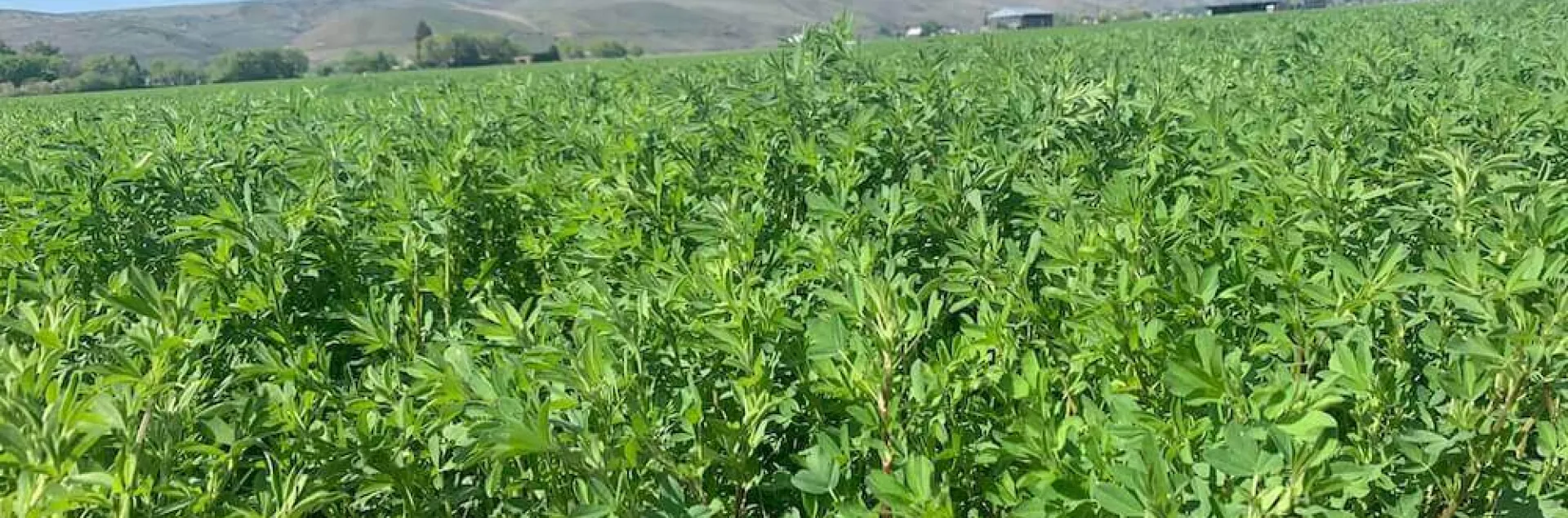 field of alfalfa