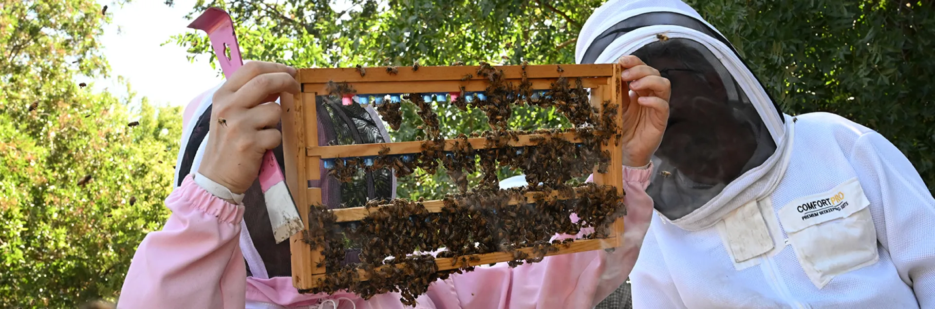Professor and bee scientist Elina Lastro Niño examining a frame.