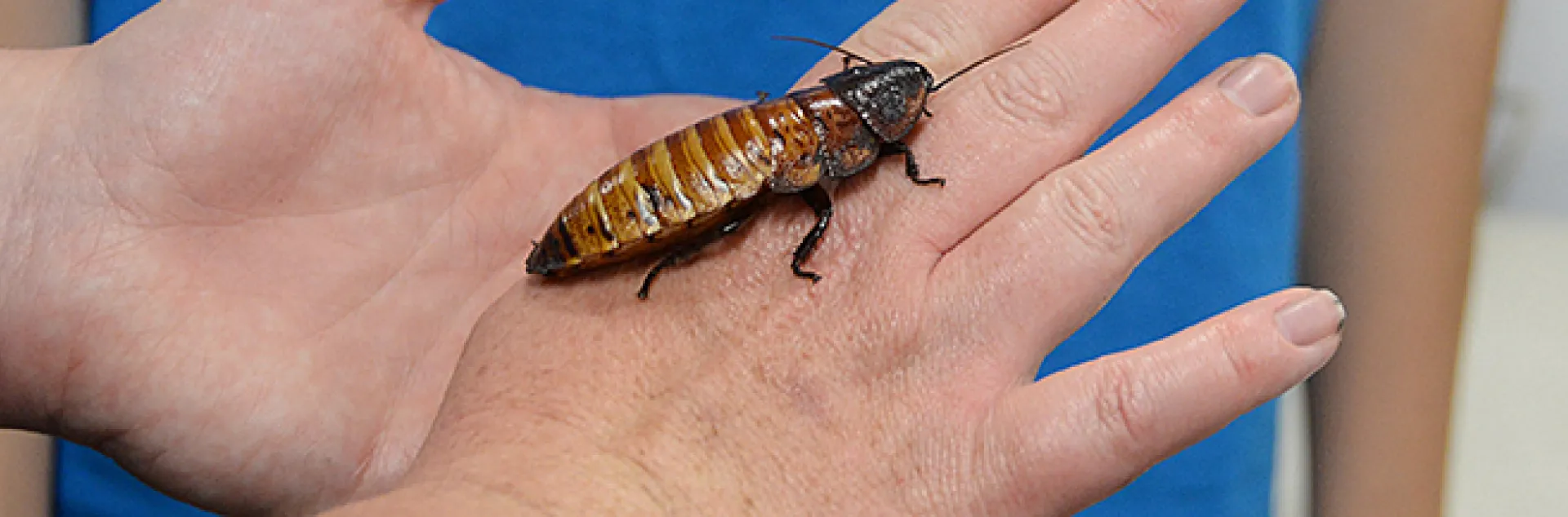 A Madagascar hissing cockroach, part of the Bohart Museum of Entomology's display at the 2025 UC Davis Picnic Day.