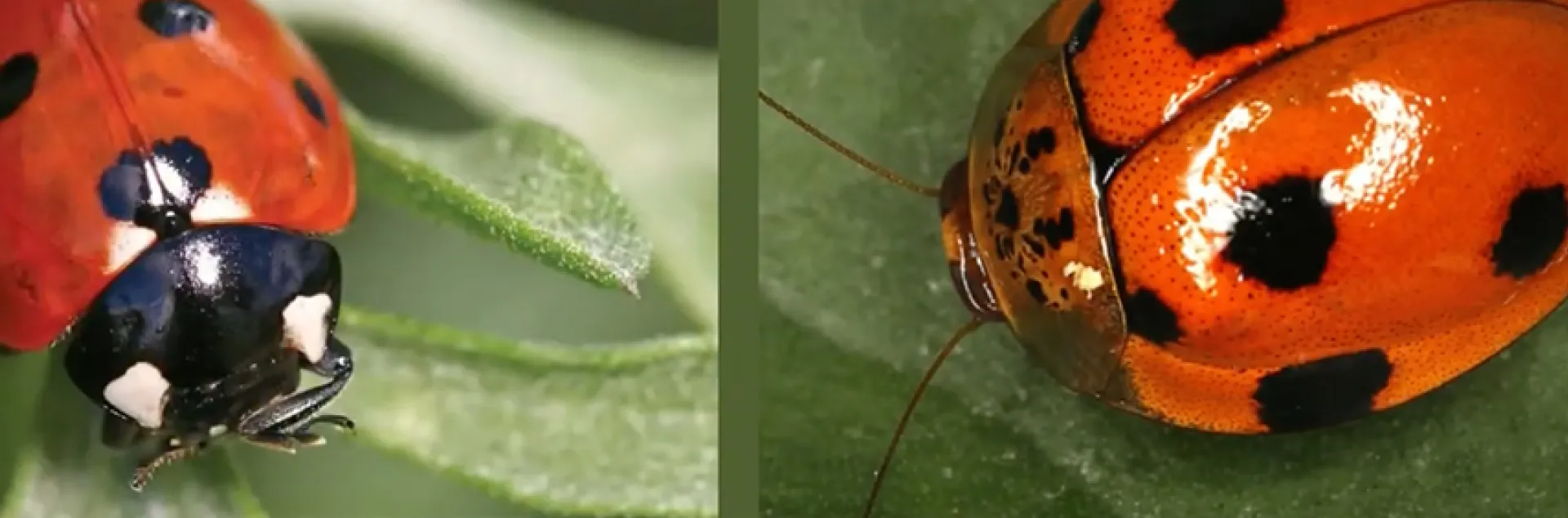 Insect mimicry