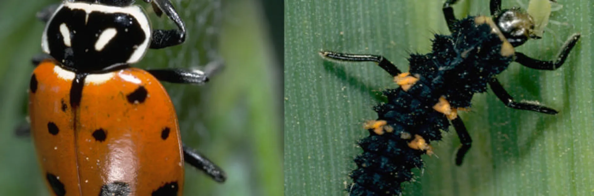 Lady beetle and larva on green leaves