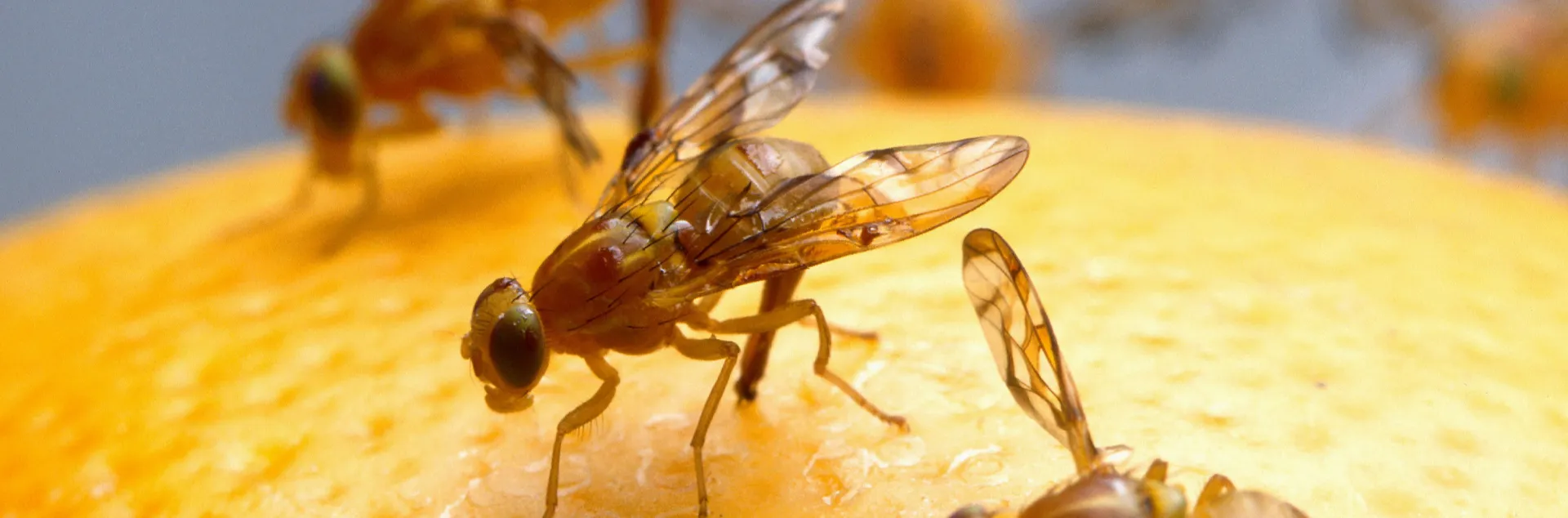 Mexican fruit flies on an orange peel 