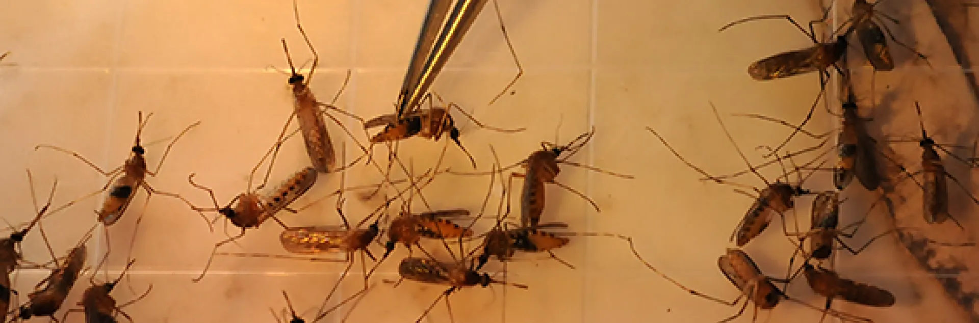 Mosquitoes under a microscope