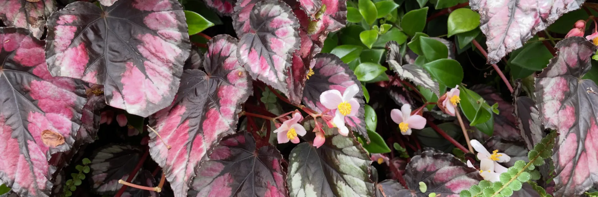 Rex begonia with multicolored leaves