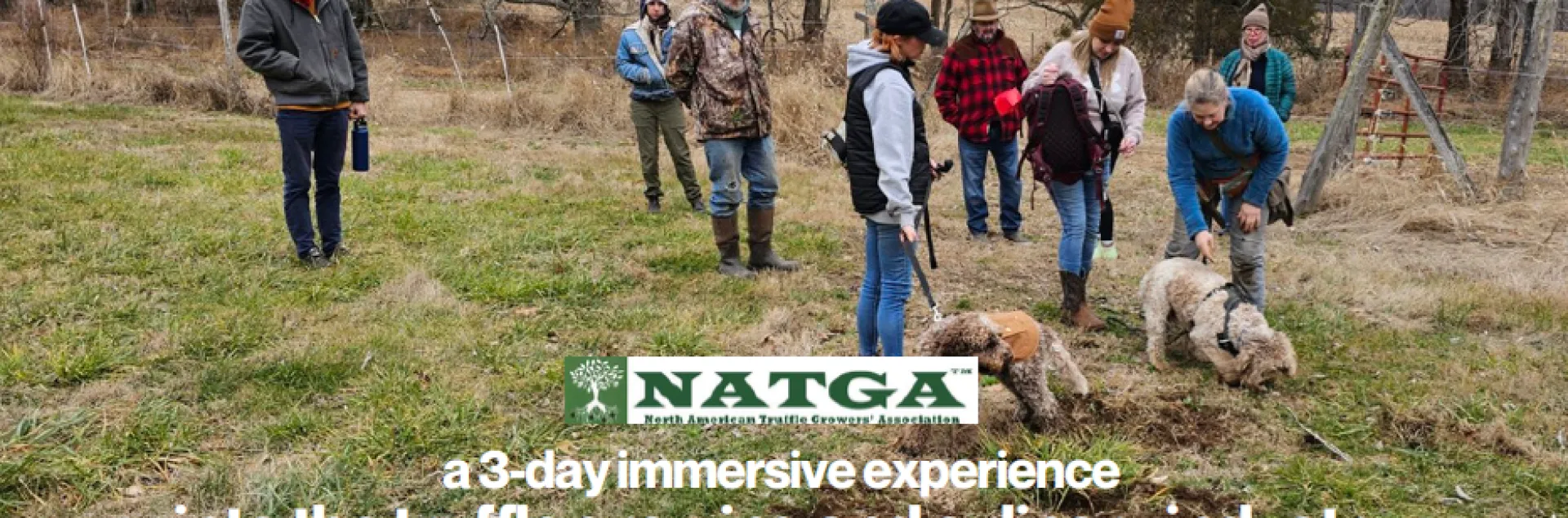 people and dogs hunting truffles in the ground