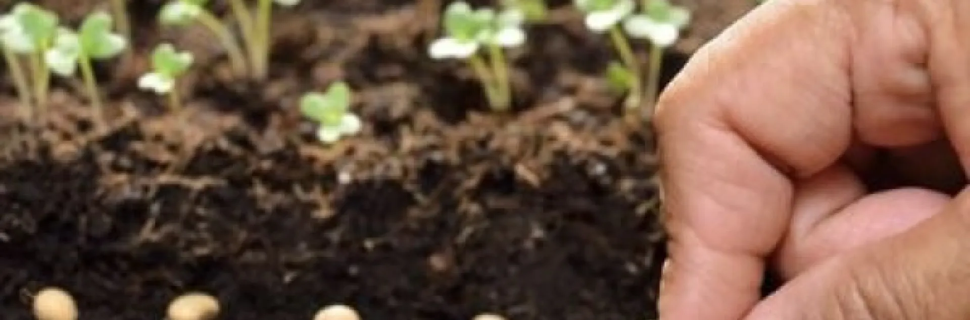 Hand-planting seeds in rich soil with seedlings in the background
