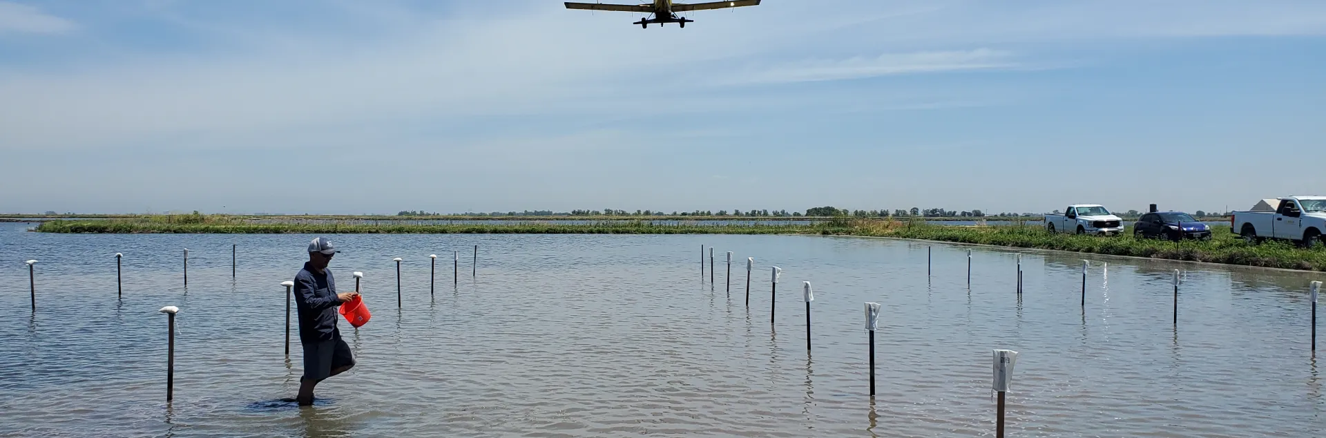 An airplane flying seed into a flooded rice field. There is a person in the foreground holding a plastic bucket.
