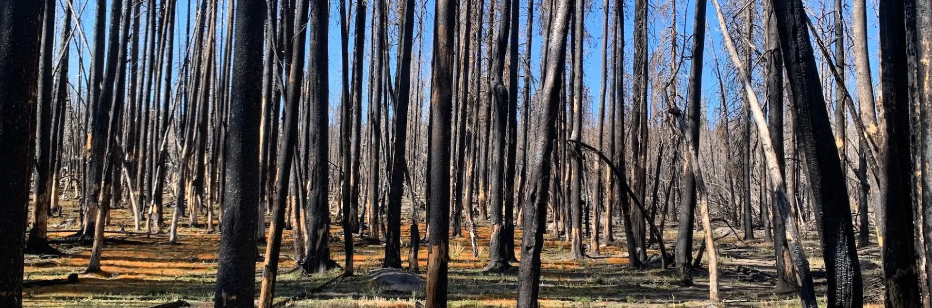 Burned trees in a post-fire landscape.
