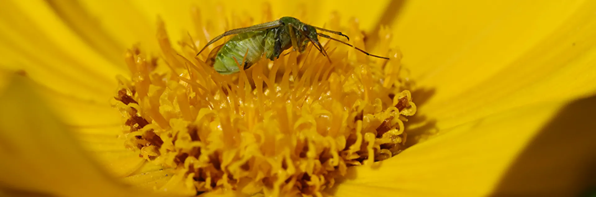 Potato capsid on a Coreopsis. (Photo by Kathy Keatley Garvey)