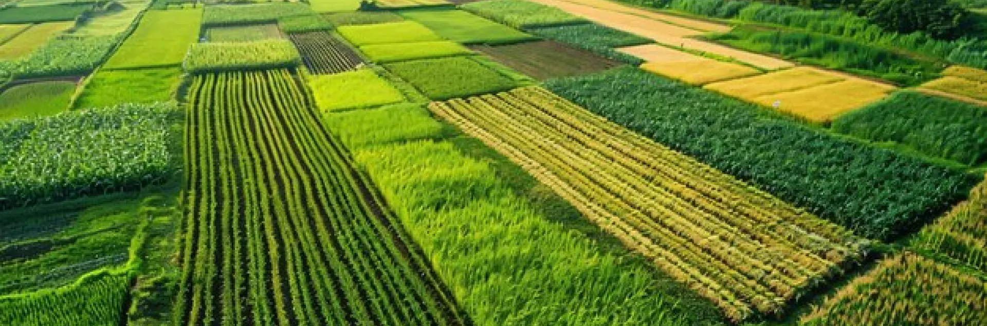 fields of row crops