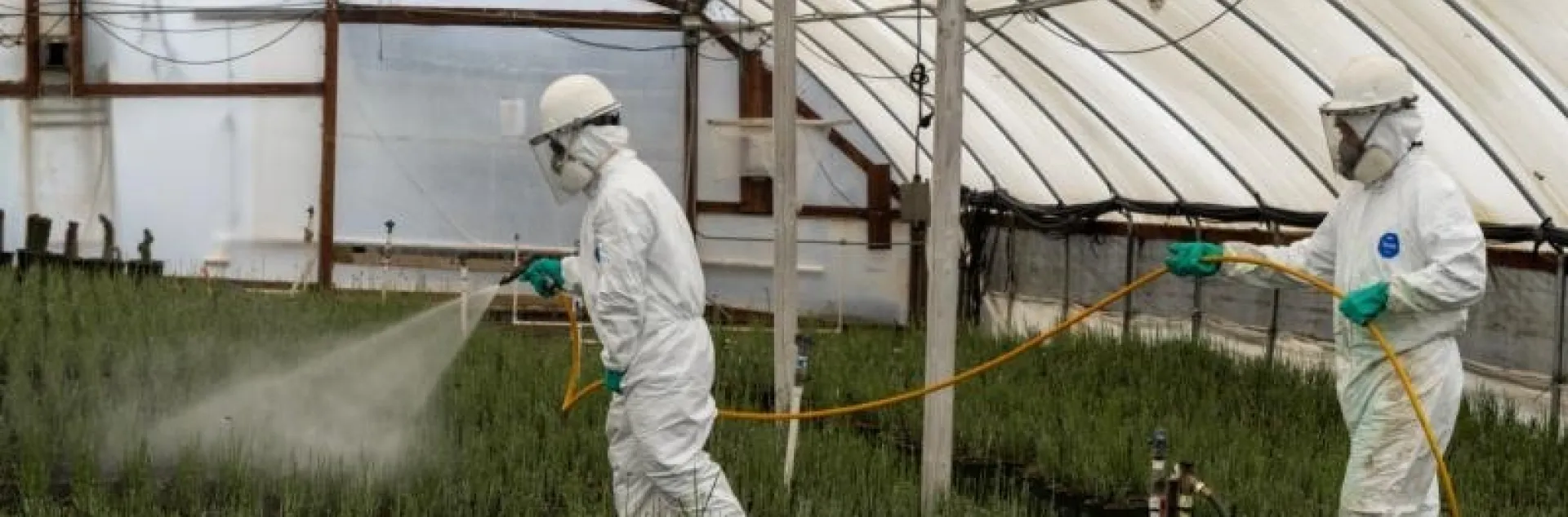 Two individuals in protective equipment spray plants with pesticide; hoophouse setting