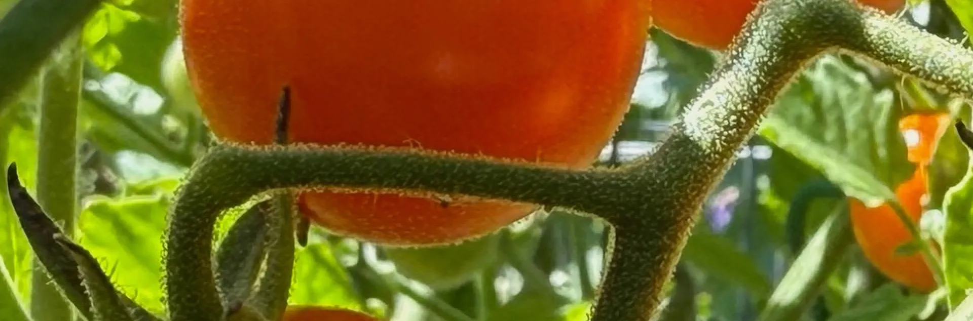 sungold cherry tomatoes growing on a tomato plant