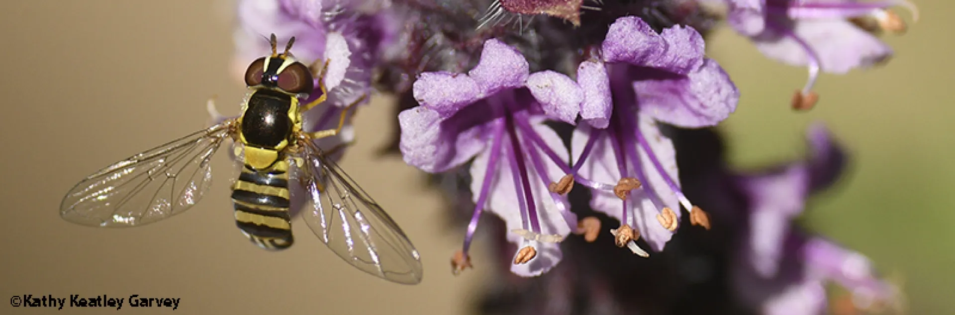 Syrphid fly on flower