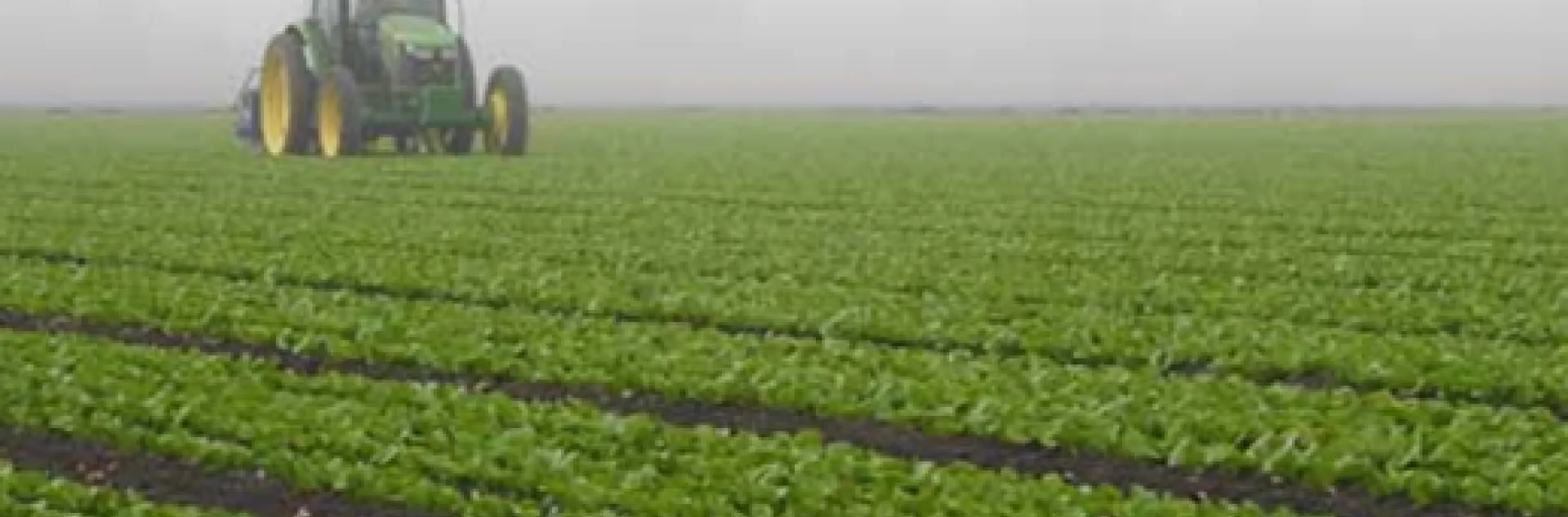 tractor in a field of lettuce