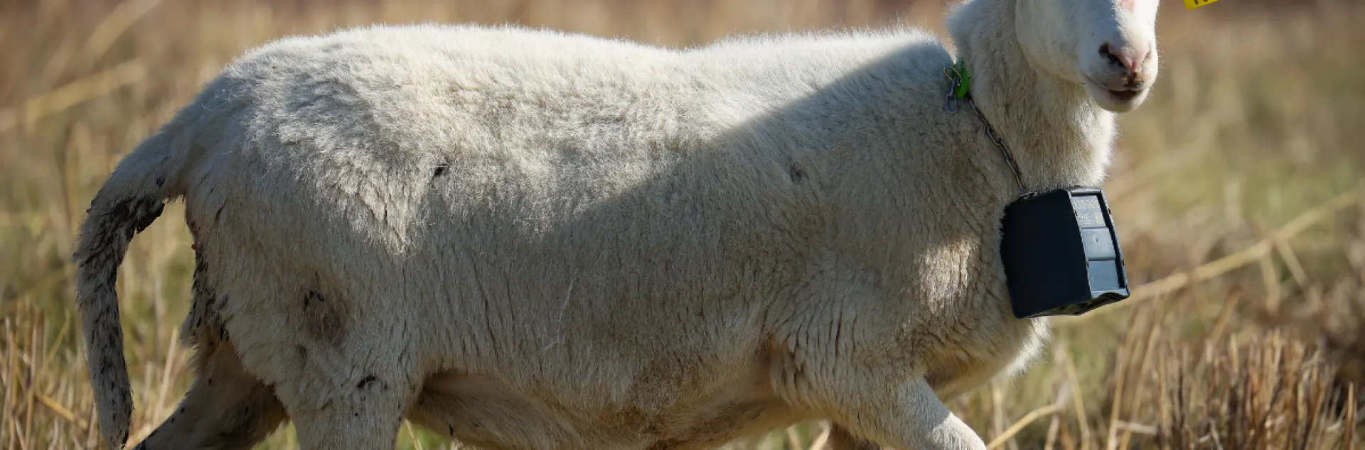 a sheep using virtual fence technology for grazing