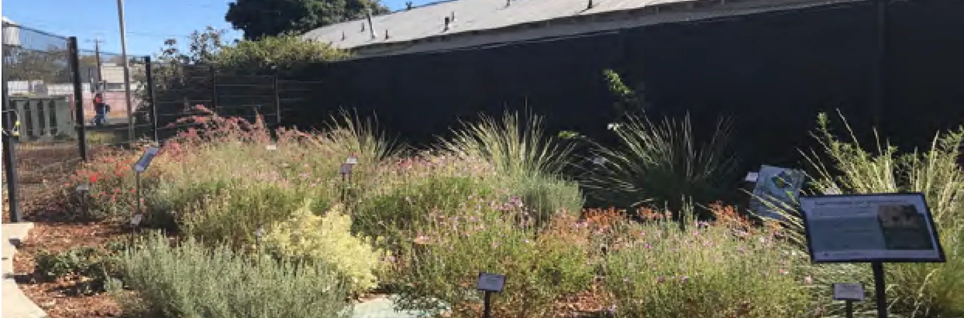 Winters Community Library Teaching Garden, green shrubs with building and blue sky 