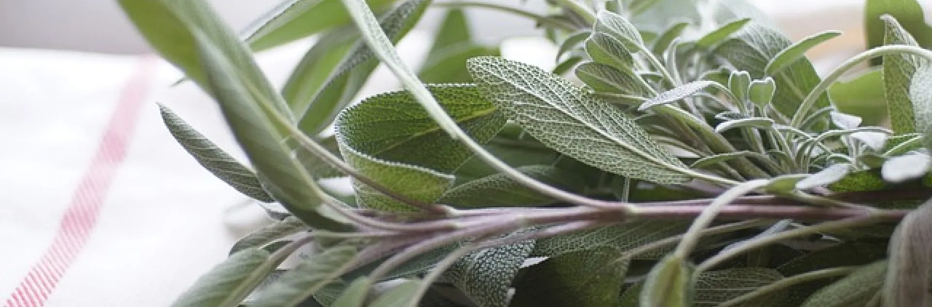 a sprig of fresh sage laying on a dishtowel