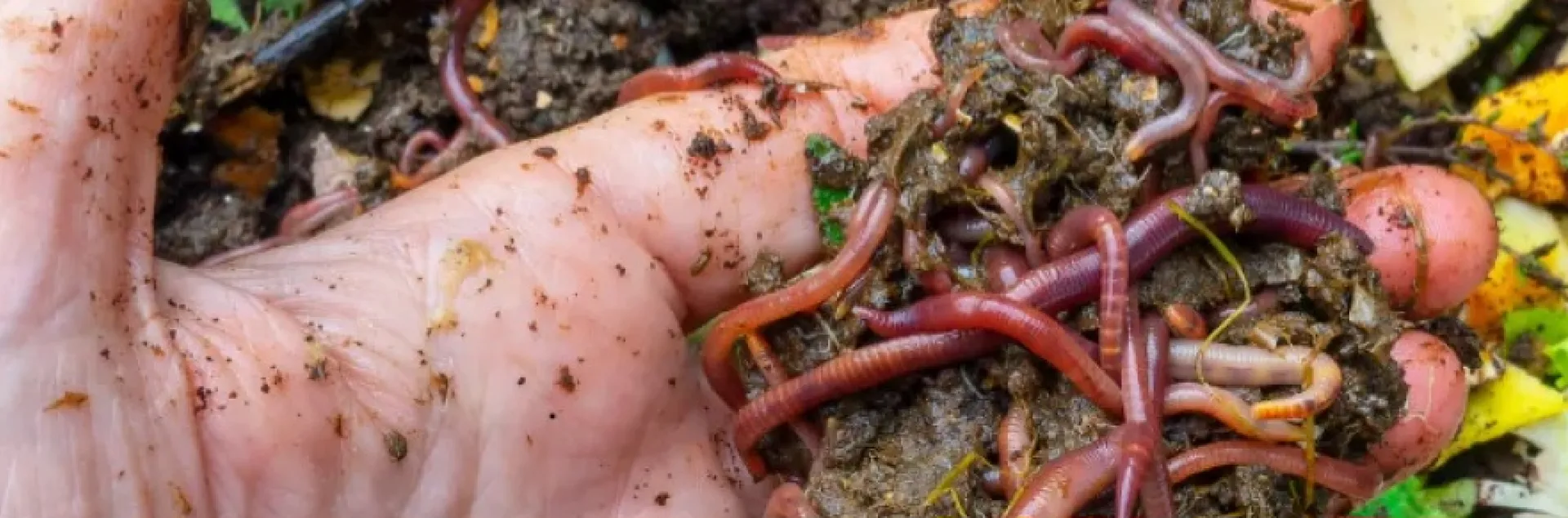 Composting with Worms