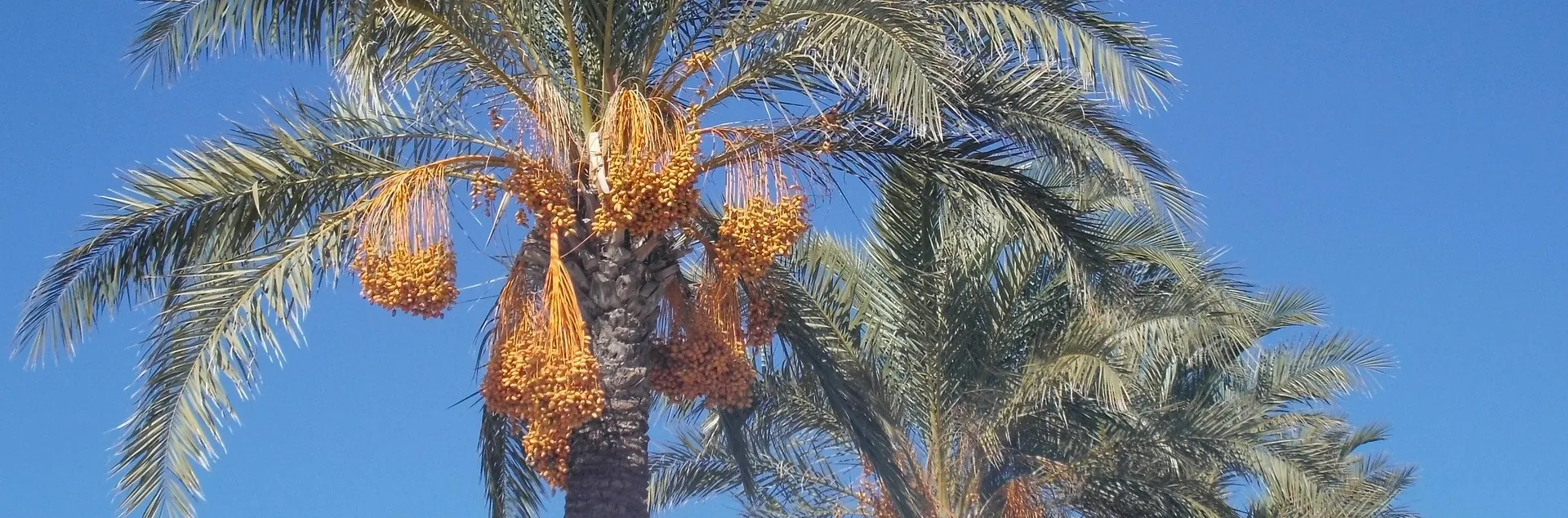 A row of date palm trees laden with large clusters of ripe, yellow-orange dates against a clear blue sky.