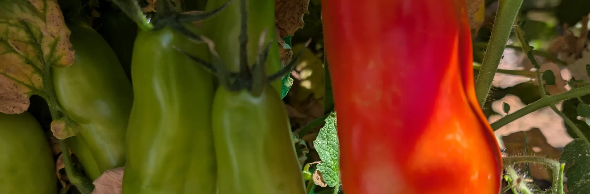 San Marzano tomatoes