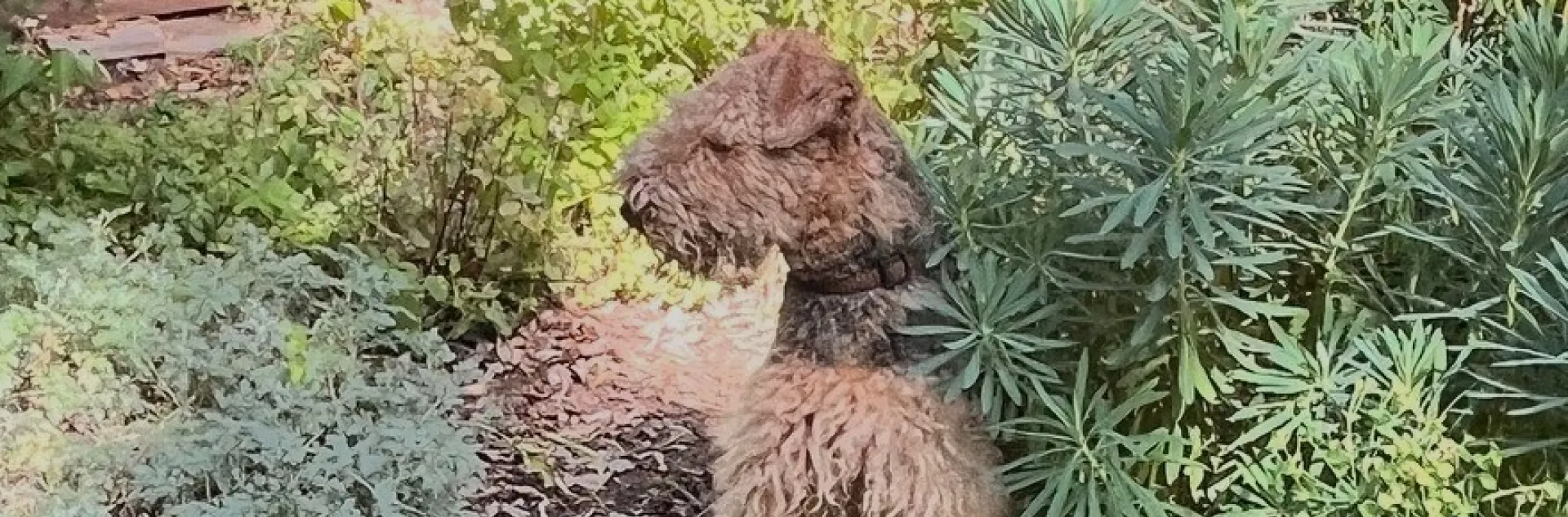 Miles poses in a backyard path he made by running between a paved walkway and the fence. J.C. Lawrence