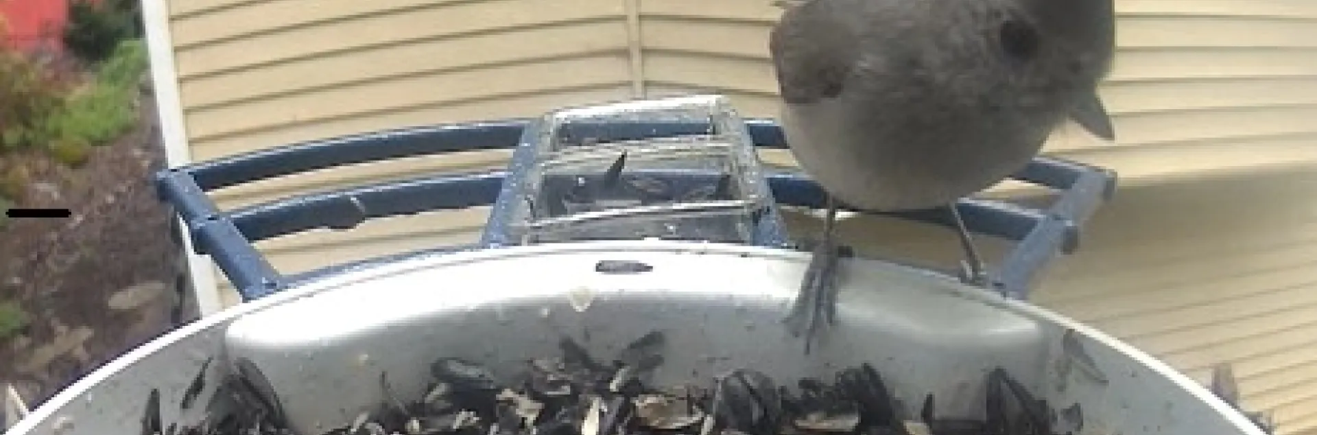 Oak titmouse sitting on a bird feeder outside a home.