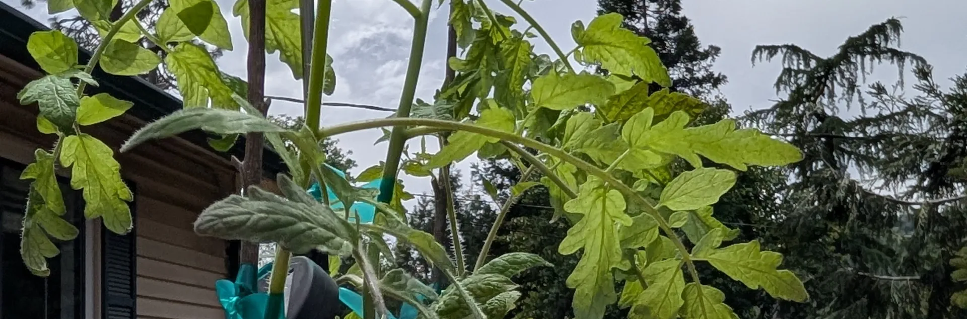 Tomato plant against a cloudy sky