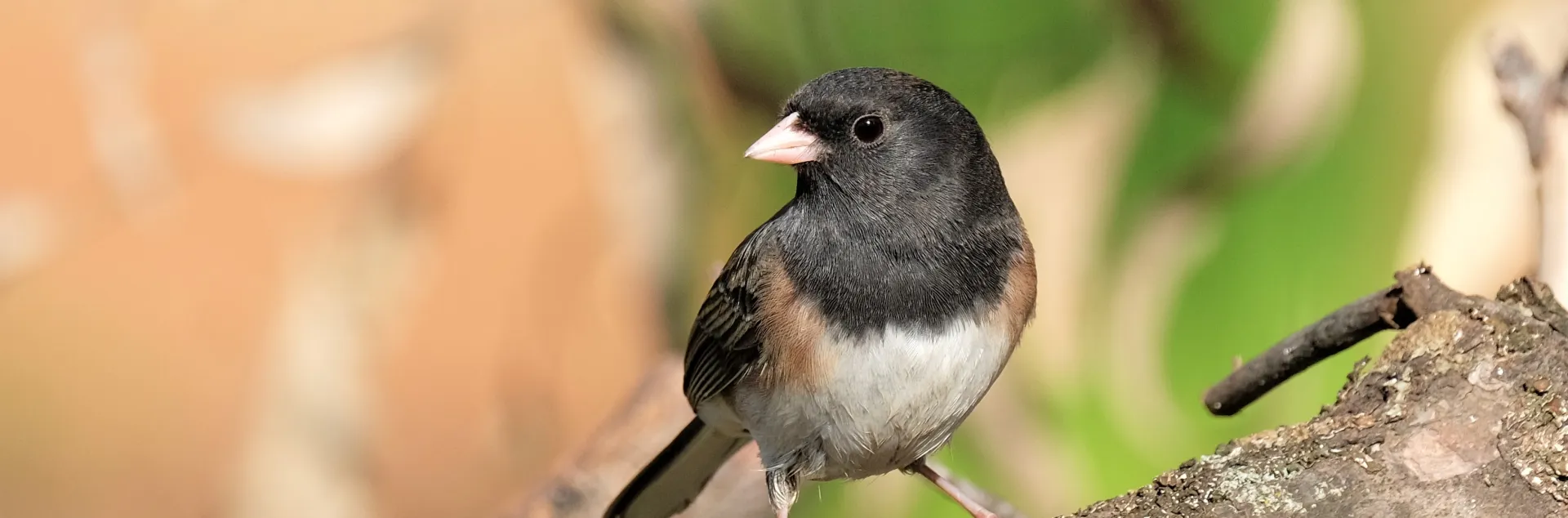 Dark-eyed Junco. Karen White