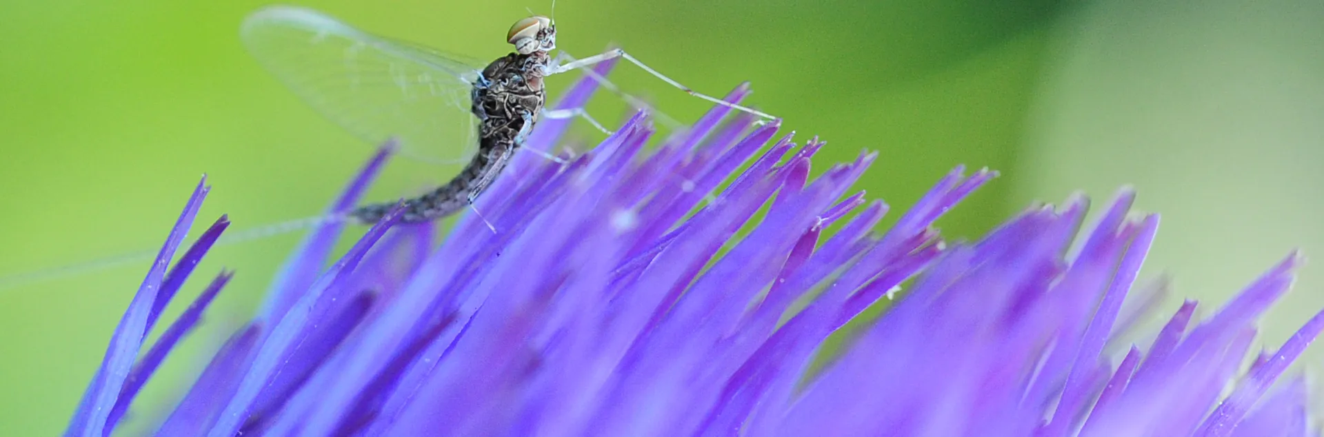 A mayfly lands on an artichoke blossom. (Photo by Kathy Keatley Garvey)