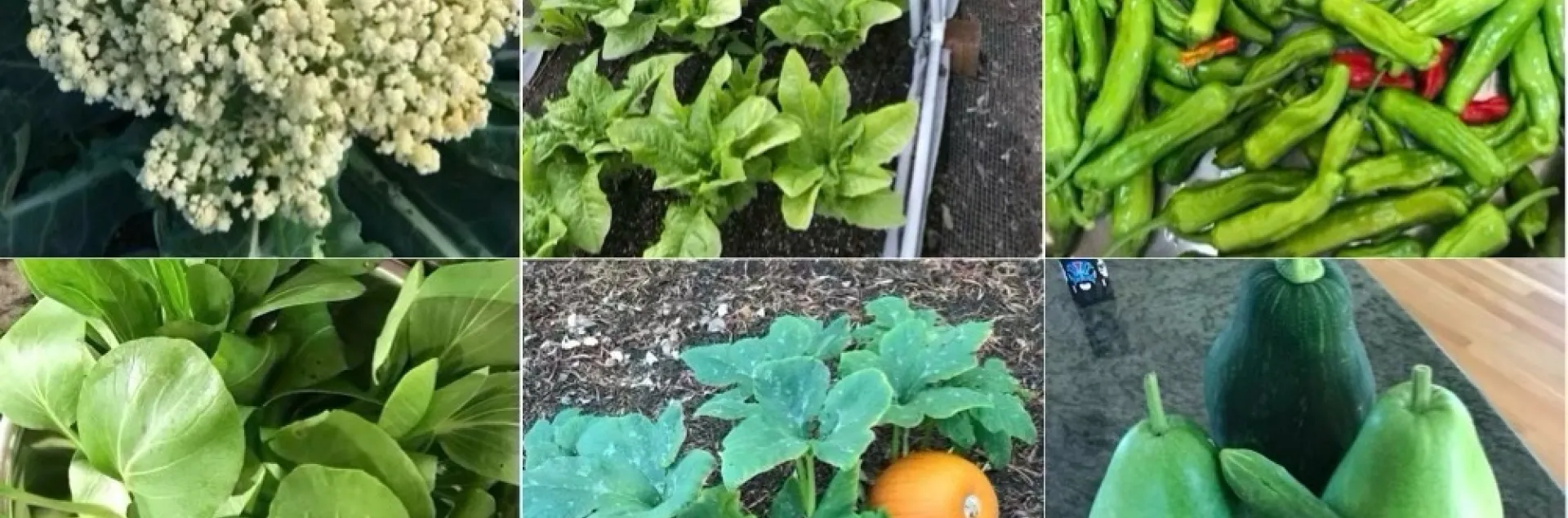 Asian vegetables, collage of various varieties
