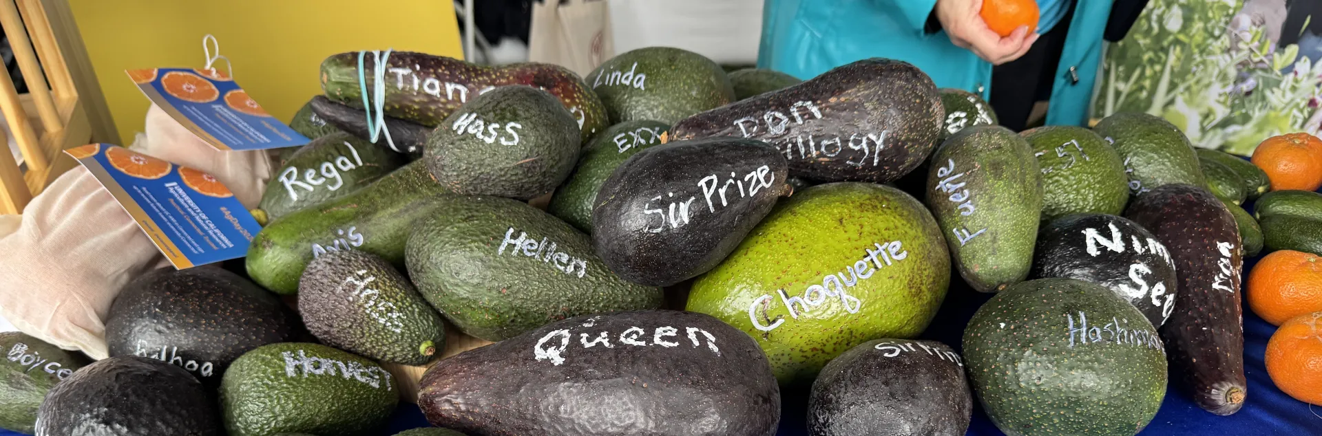 A pile of different sizes and shapes of avocados, each labeled with the variety name.