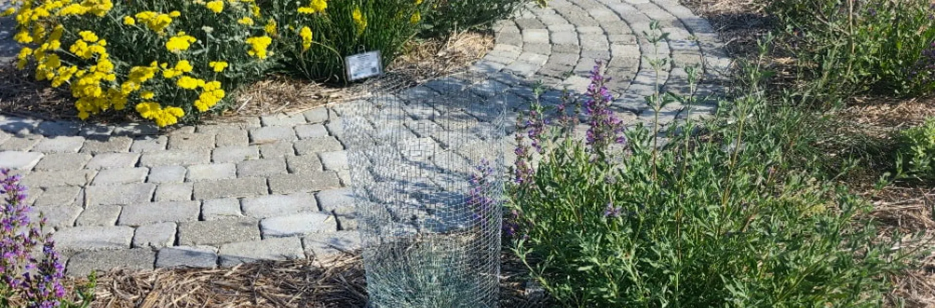 Sunny California Bay Area garden featuring a curved stone walkway surrounded by straw mulch and drought-tolerant flowering plants.