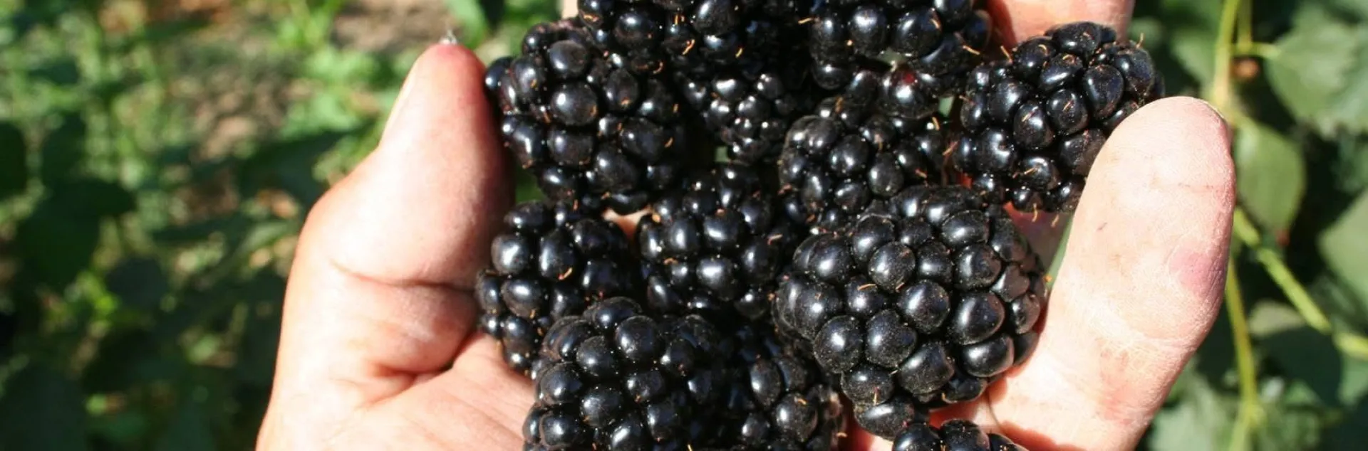 Blackberries in an open hand