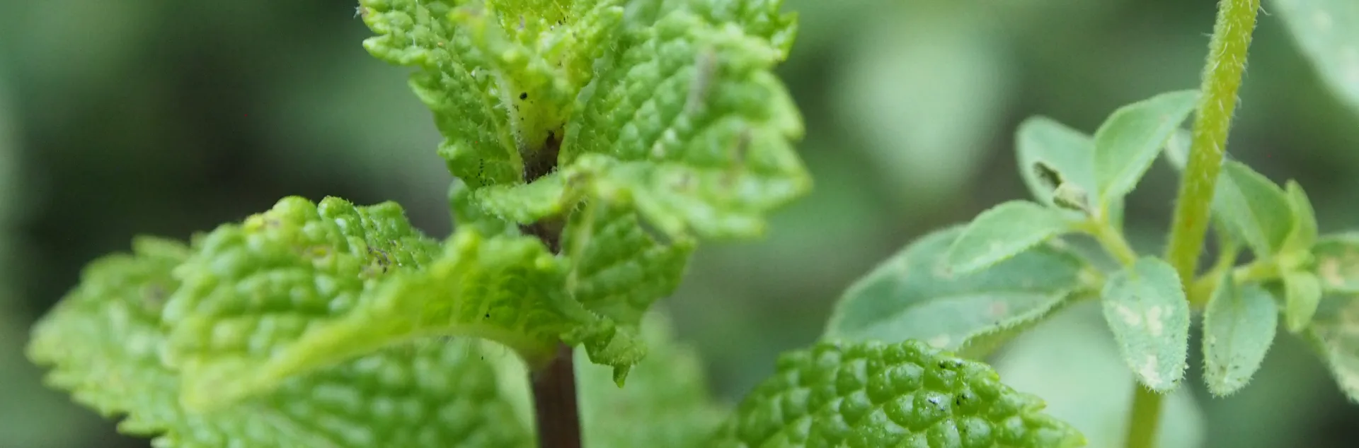 Mint plant