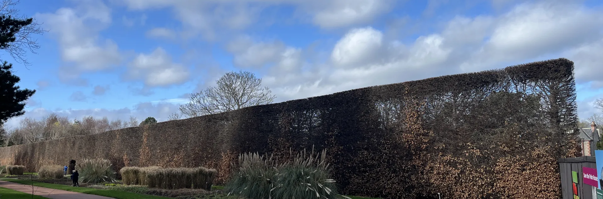 Carpinus hedge