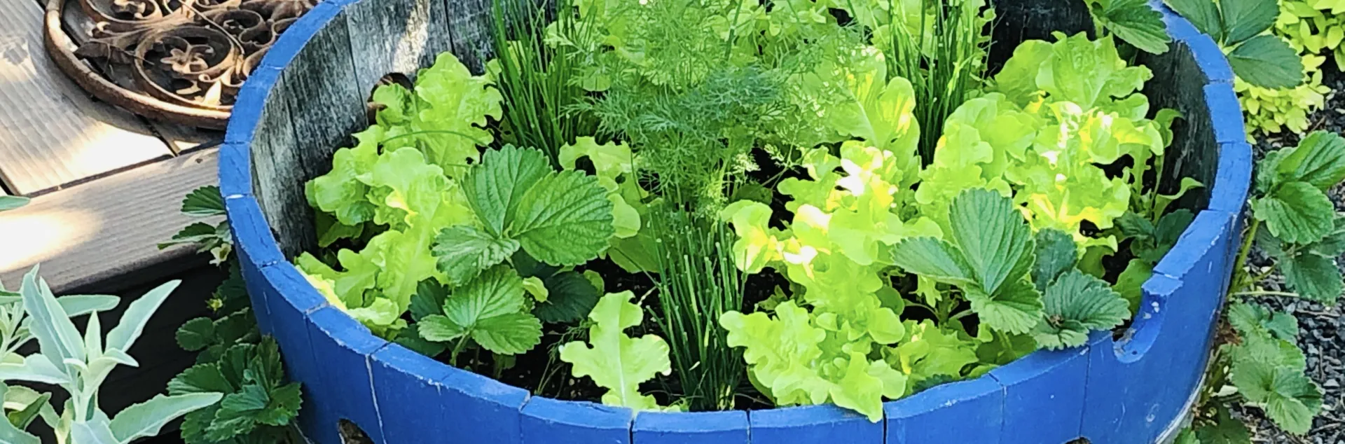 Container Garden containing herbs in a blue container, photo by Michelle Cudzinovic