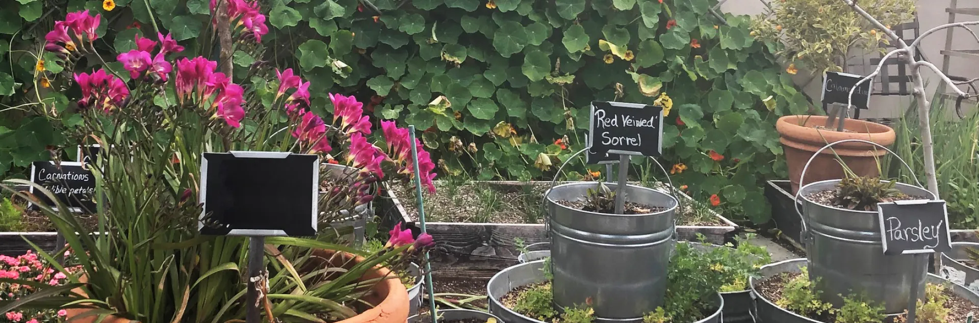A garden scene with pots and buckets containing various plants, including pink flowers with a lush green vine in the background growing along a lattice against a tan stucco wall.